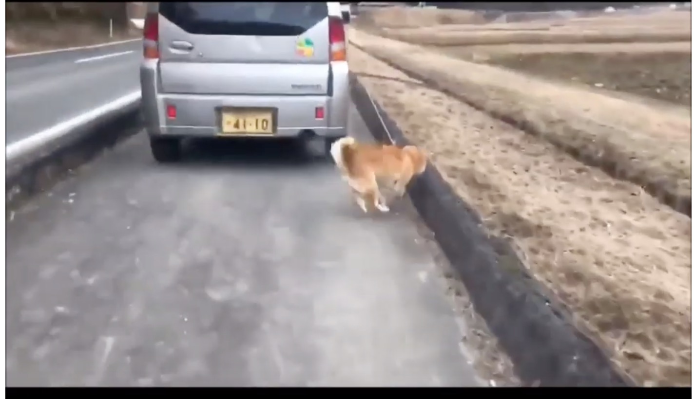 炎上 犬の散歩を車で引きずる岡山の老人の動画がヤバい 特定は Neetola Com