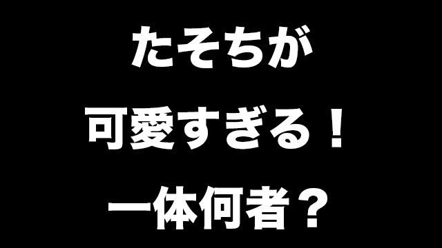 動画 た そち